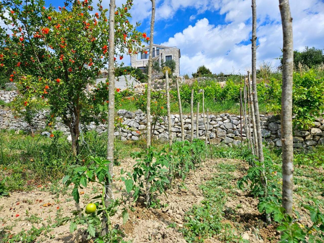 Villa Bepina, Surrounded By Sea, Olive, Vineyard Kastel Novi Exterior photo